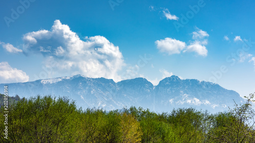 View of a green forest and snowy mountains