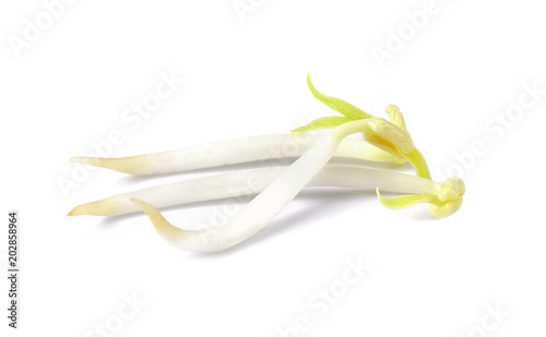 bean sprouts, soybean sprouts on a white background photo