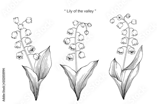 Lily of the valley flower drawing illustration. Black and white with line art on white backgrounds.