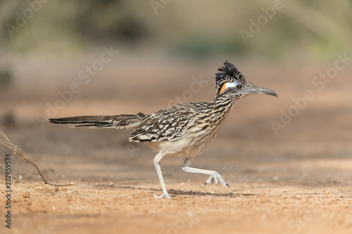 Greater Roadrunner in Southern Texas, USA photo