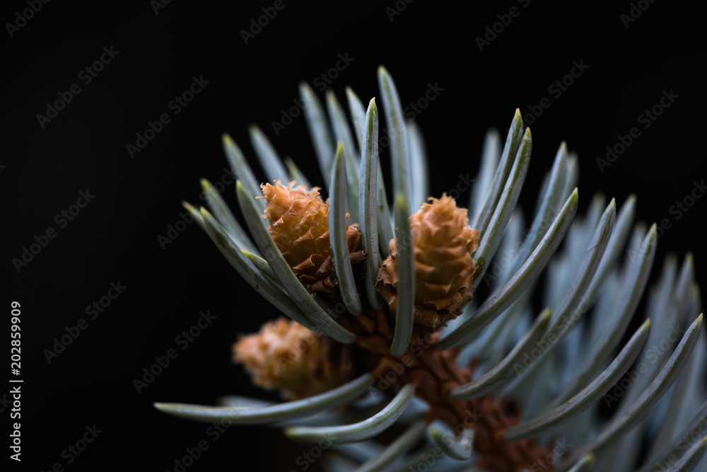fir tree branch fir tree branch