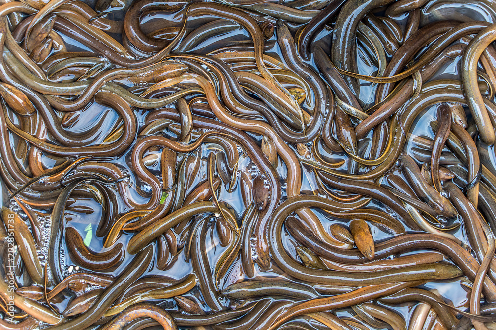 Many asian swamp eels crawl over each other, Laos. Many asian swamp eels crawl over each other, Laos.