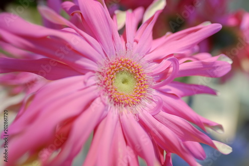 Special romantic pink color chrysanthemum in full blossom