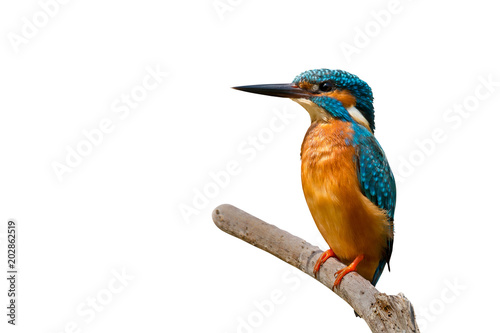 Colorful tiny bird..Beautiful bird Common Kingfisher perching on branch isolated white background and clipping path.