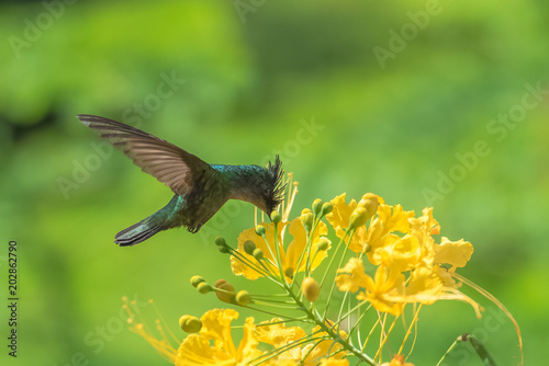 Antillean Crested Hummingbird, beautiful bird eating nectar on an exotic flower 
 photo