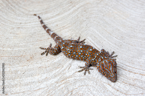 Gecko on the cement floor