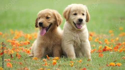 puppy dogs playing on green field 
