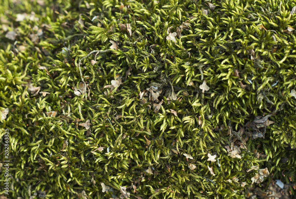 Green moss, close-up, top view, texture Green moss, close-up, top view, texture