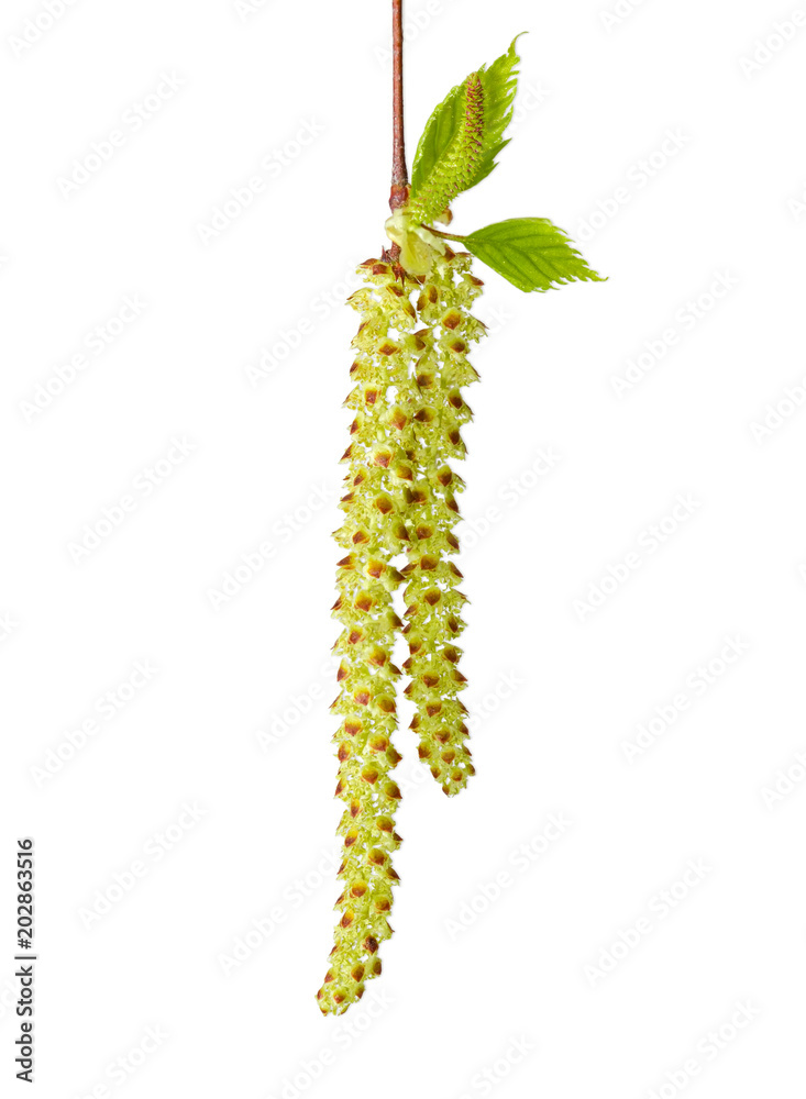 Naklejka premium Męskie i żeńskie bazie brzozy zbliżenie