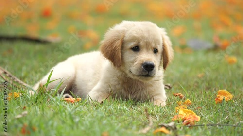 puppy dogs playing on green field 
