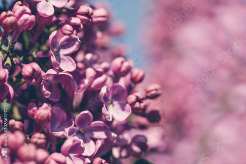 Purple colorful flowers of spring flowering lilacs. Spring background