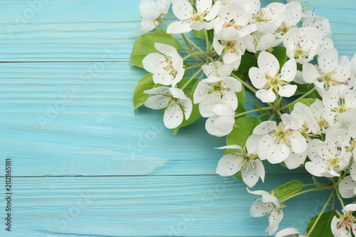 Spring background with white flowers blossoms on blue wooden background. top view