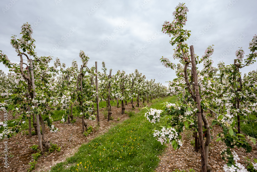 Fototapeta premium Blossoms of fruit trees