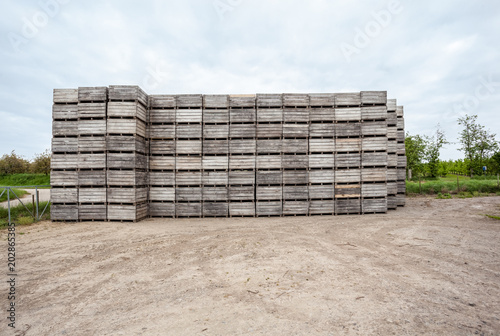 Blossoms of fruit trees with stacked wooden bins