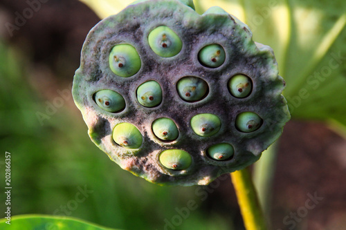 close up of green lotus seed in count unit cover photo