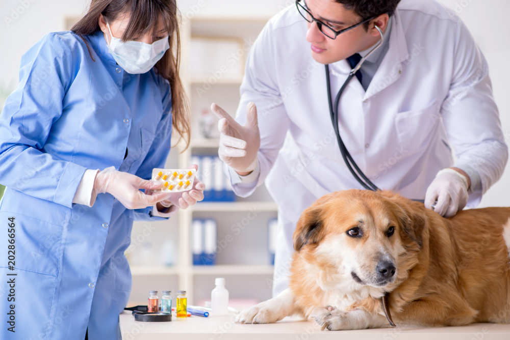 Doctor and assistant checking up golden retriever dog in vet cli Doctor and assistant checking up golden retriever dog in vet cli