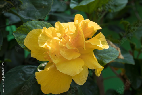 flower yellow