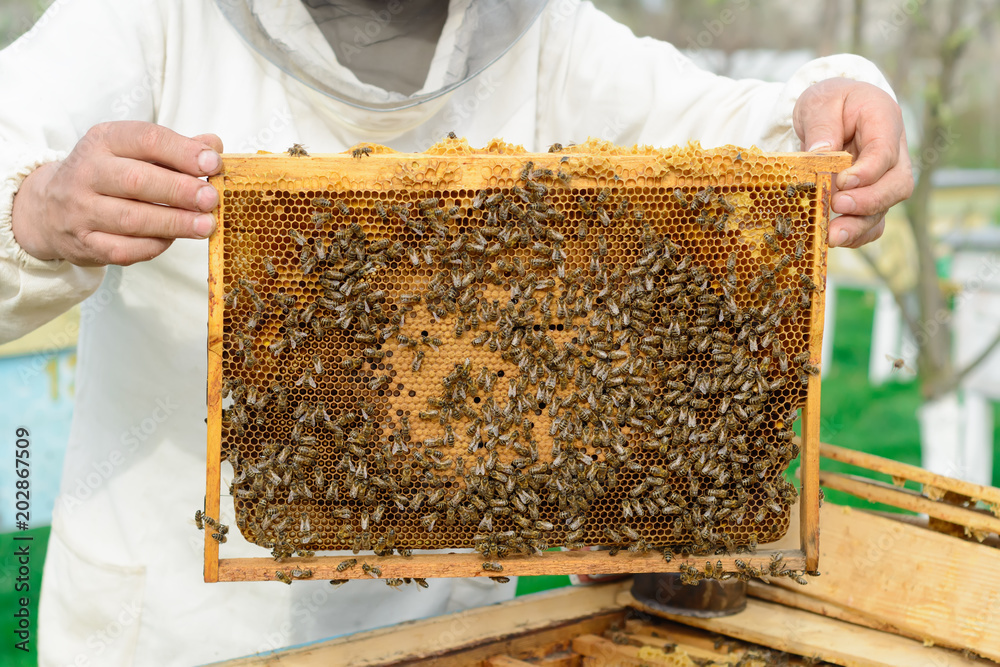 Beekeeper holding a honeycomb full of bees. Works on the apiaries in the spring. Beekeeper holding a honeycomb full of bees. Works on the apiaries in the spring.