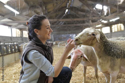 Fotografie, Obraz Farmer woman in shed petting sheeps