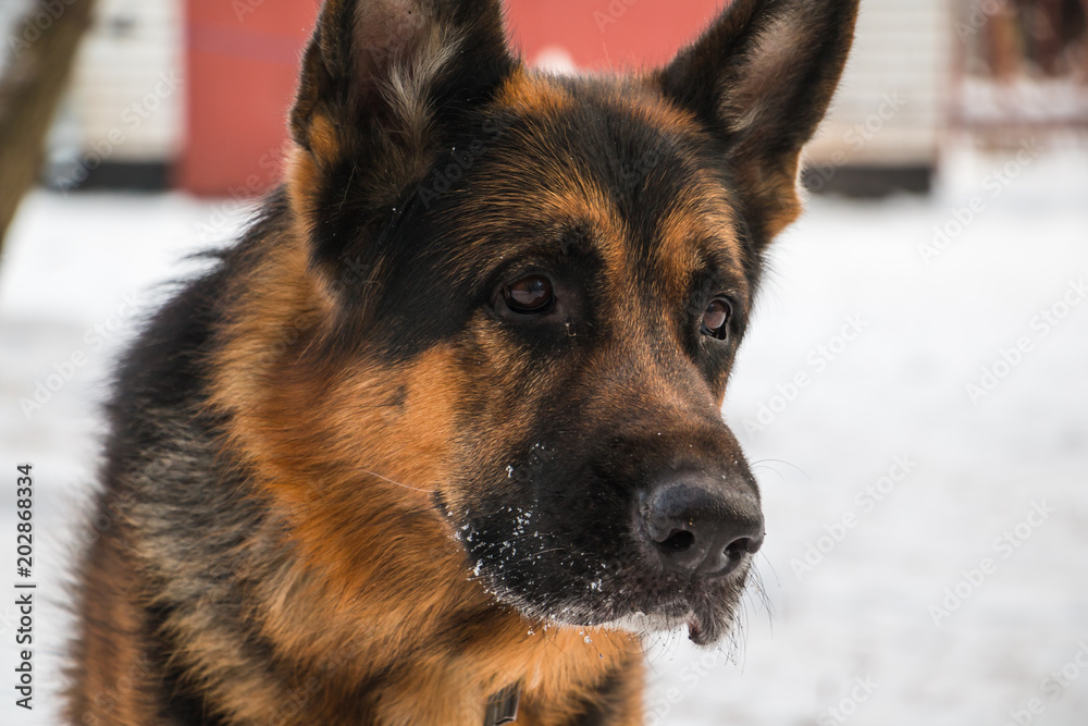 Dog German Shepherd in a winter day Dog German Shepherd in a winter day