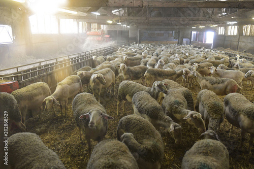 Fototapeta Herd of sheeps in sheep fold