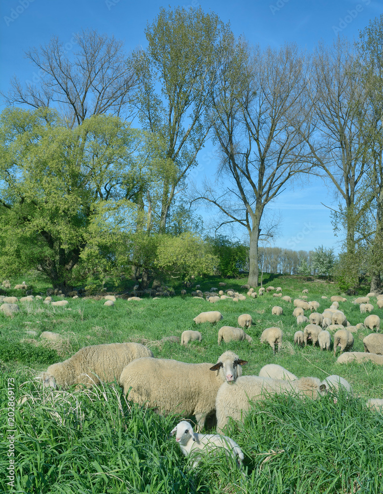 Schafherde am Niederrhein in der Urdenbacher Kämpe bei Düsseldorf,NRW,Deutschland