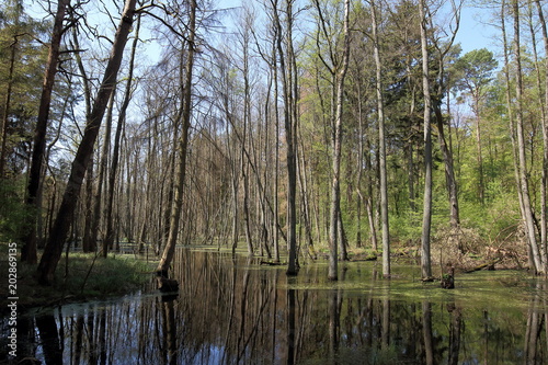 Wald - Flusslandschaft