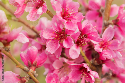 blossoming peaches, pink flowers close-up, beautiful lighting