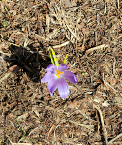 flower called crocus a species in Family Iridaceae photo