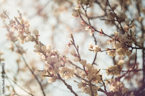 Spring flowering of apricot tree