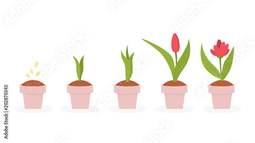Plant life cycle.