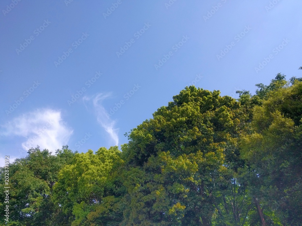 新緑と青空 新緑と青空