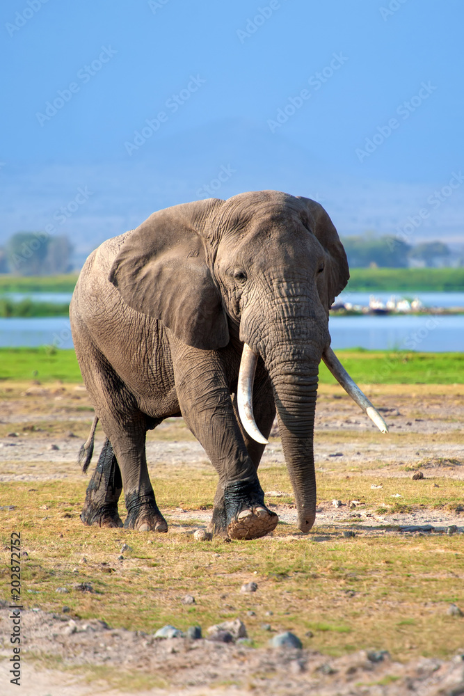 Obraz premium Elephant in National park of Kenya