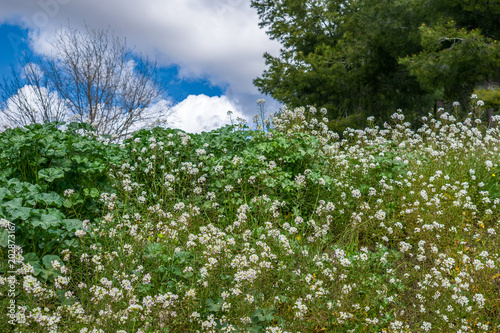 Wild flowers next to a pine forest in Coslada on a spring morning. photo