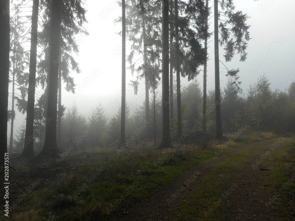 Wald Morgen Sonnenstrahlen Nebel