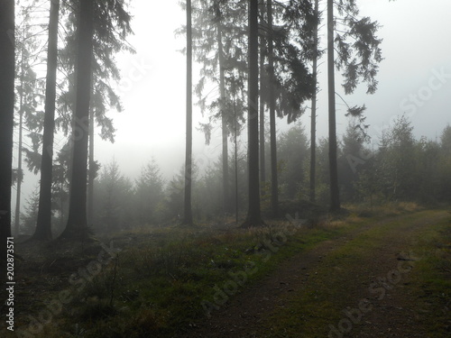 Wald Morgen Sonnenstrahlen Nebel © Sonja