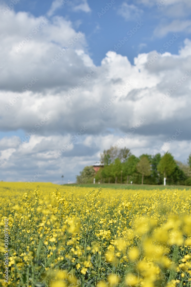 Obraz premium Die Rapsblüte