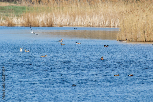 Schilfkante Teich mit Enten