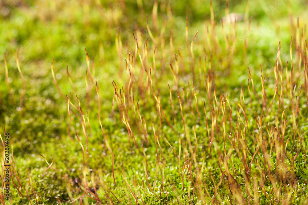 Macro shot of growing moss