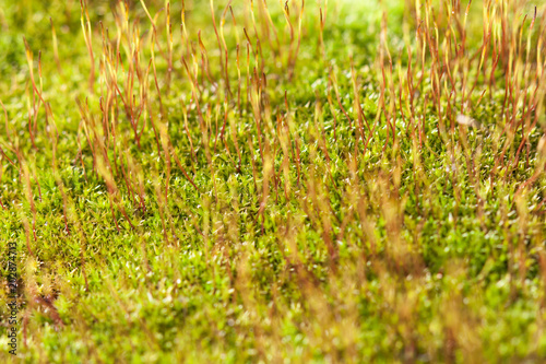 Macro shot of growing moss © Fotikphoto