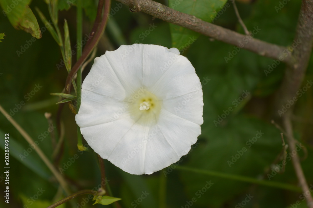 Flower Flower