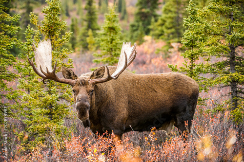 Moose in forest