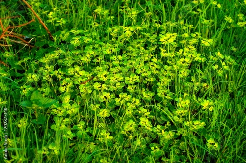 Chrysosplenium alternifolium vegetation.