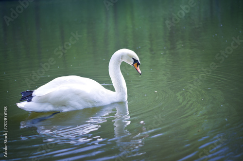 Fototapeta Naklejka Na Ścianę i Meble -  White swan on a pond in Tsaritsyno park.