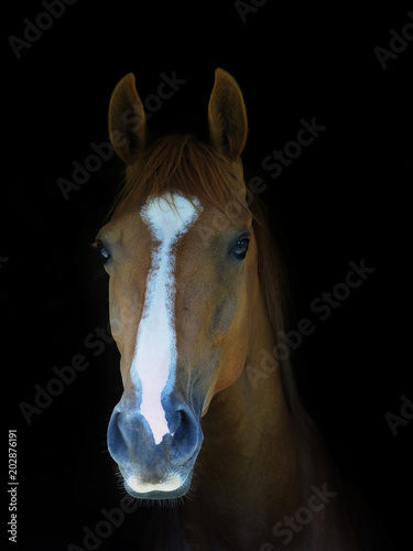 Chestnut horse headshot © Nigel Baker