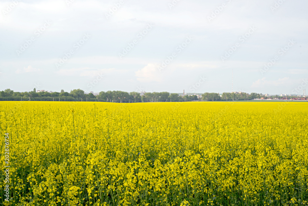 rapeseed field near big city