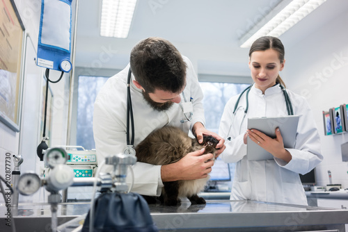 Fototapeta Naklejka Na Ścianę i Meble -  Vet Doctors examining cat patient with stethoscope in their animal clinic 
