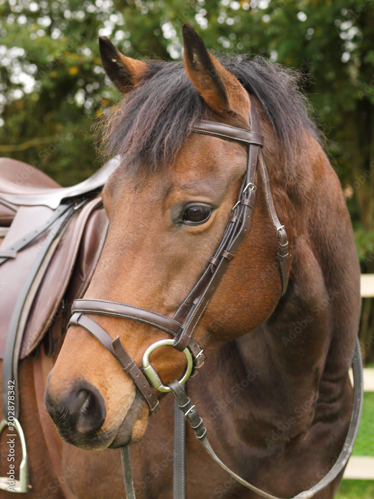 Obraz premium Horse In Bridle Headshot