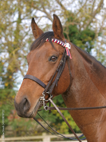 Horse In Bridle Headshot