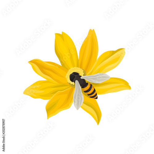 Bee pollinating beautiful flower. Flying insect with black-and-yellow body. Flat vector element for poster or postcard